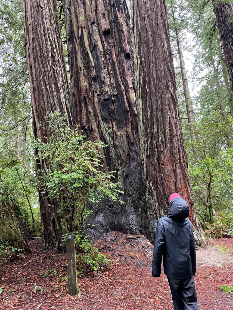 Looking up into the Redwood forest