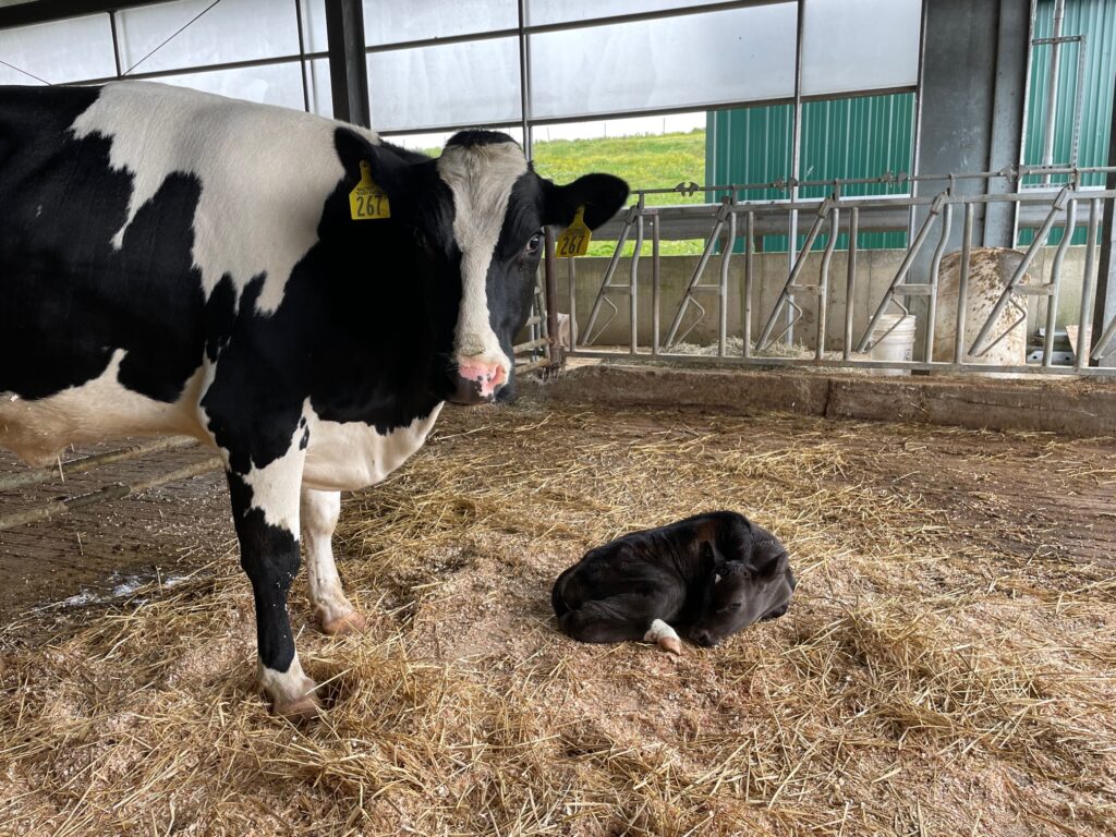 Mother cow and her baby calf