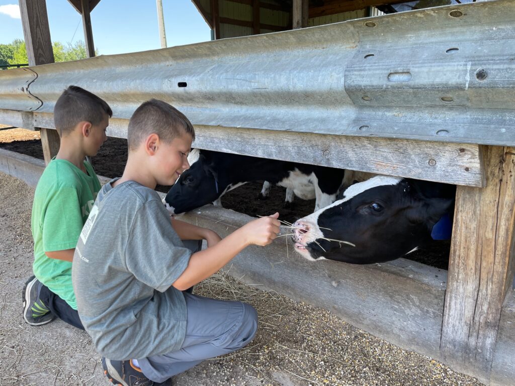 feeding cows