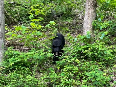 Black bear in the Smokys