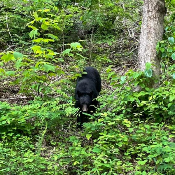 Black bear in the Smokys