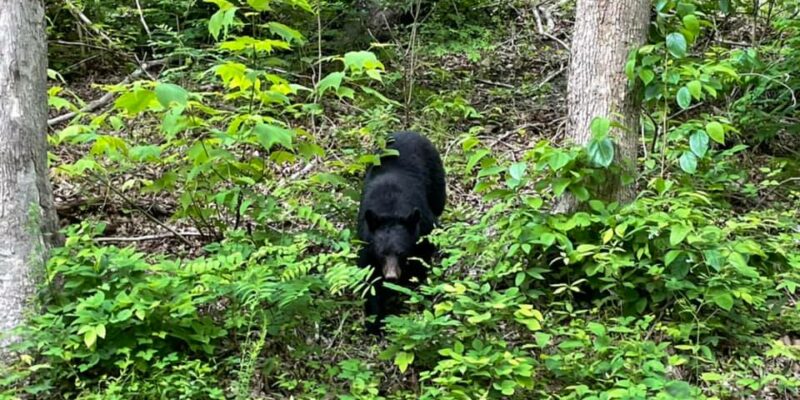 Black bear in the Smokys