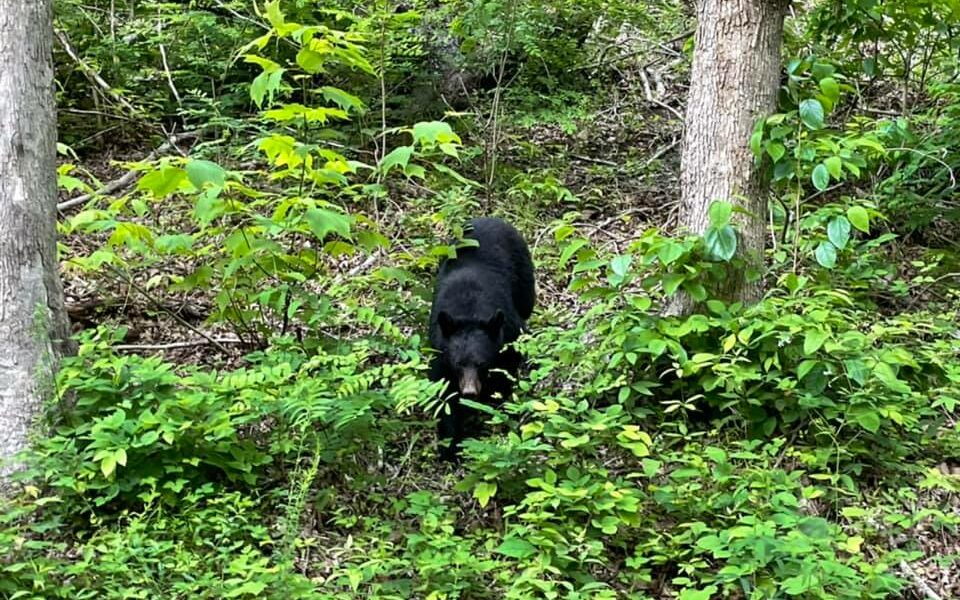 Black bear in the Smokys