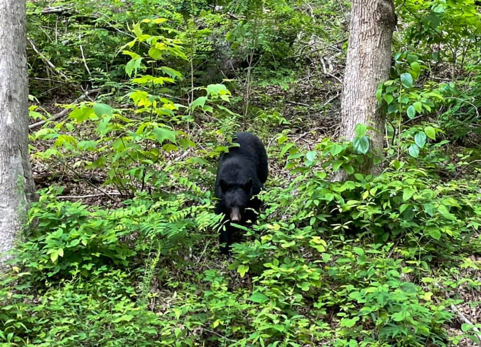 Black bear in the Smokys